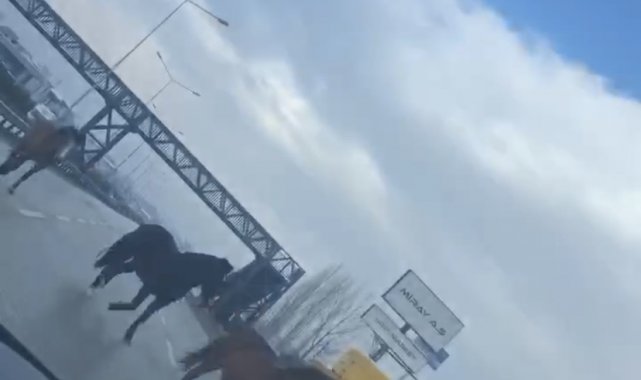 Bursa'da ana yolda gezen atlar faciaya davetiye çıkarıyor